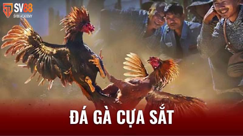 Đá gà cựa sắt - Tiêu chí và kinh nghiệm để chiến thắng 12 Chơi cá độ đá gà cựa sắt