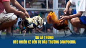 Đá Gà Thomo